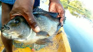 Amazing life hacks fishing with net catch fishes from black water//unbelievable fishing