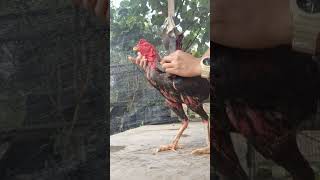 cara memandikan ayam