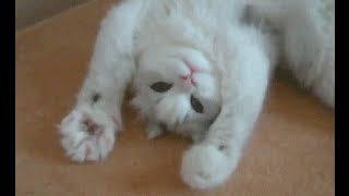 Funny Cat Fights - Funny Little Cats Compilation Vines 2015 - Best Cat Videos