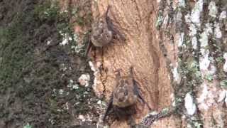 Saccopteryx sp. - Lesser Sac-winged Bat