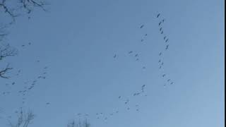 Sandhill Cranes