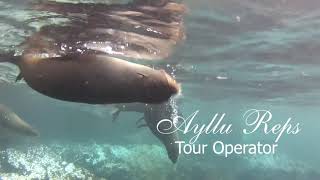 Ayllu Reps - Tour Operator