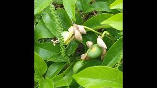 Cluster Of Snails