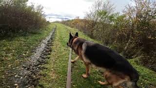 German shepherd on walk. Eros på tur. 02.10.2024. still you tubes most boring video part 1