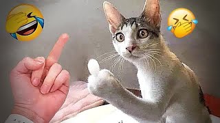 Funniest 2024😁Cats and 🥒 Cucumbers - Awesome Funny Pet Videos 😻🐶