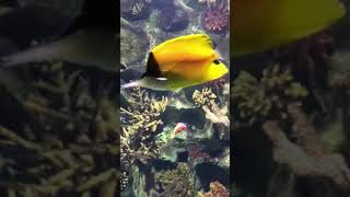 Cute 😊  Long nose Butterfly Fish | 🦋 🐠 |Aquarium | Shorts