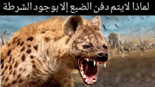 #الضبع لا يتم دفن الضبع إلا بمحضر من الشرطة