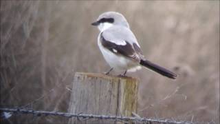 Les oiseaux du Lac du Der_La Pie-grièche grise