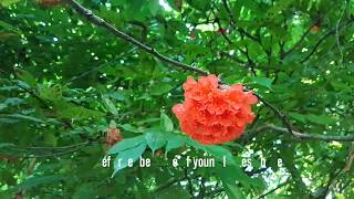 Brownea capitella Jacq. Lantern Flower