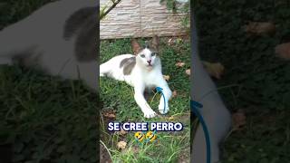 PAJIN, el gato que se cree perro 🤣 #pets #pet #mascotas #gatos #mascotasgraciosas