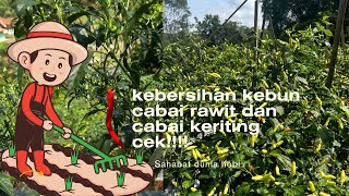 KEBERSIHAN DI KEBUN CABAI CEK//PANEN CABAI