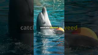 Playful Dolphin Antics You Must See! #short #wildlife #wildanimals #playfulpets #dolphin