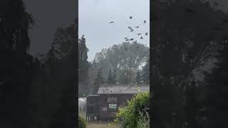 Returning home in heavy rain #pigeon #racingpigeon #pigeons