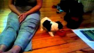 Maltipoo puppy Kharma kills valentines day bear