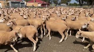 Sparks Farming 420 Ewe lambs