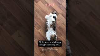 Nell'ombra che si allunga e avvolge l'anima inquieta #gatto #animali #aforismi #frasedelgiorno