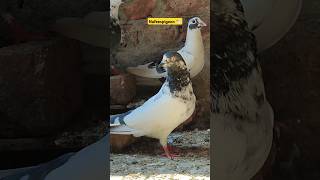 Chini pigeon #pigeon #bird #kabutar #nafeespigeon #shorts #shortsviral