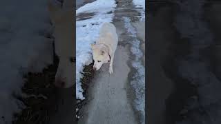 Walking with my 14 years old husky Brownie #toronto #canada #ontario #seniordog #lovemydog #2023