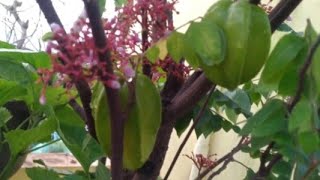 How to grow Starfruit plant easily at small container with less soil# చాలా తక్కువ మట్టితో ఎక్కవ కాపు