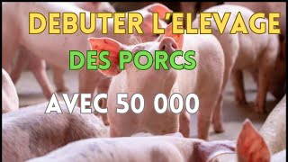 comment se lancer facilement dans l'élevage des porcs avec 50 000