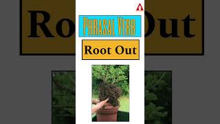 #43 "Root Out" || Phrasal Verb | Meaning | Examples | Tricks | Ashwin Sir #rootout #root_out