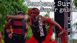 Sang Banteng Super Galak Mayangkoro original