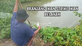 BRANJANG : INDONESIAN TRADITIONAL FISH CATCHING || Branjang ikan || net fishing || nangkul ikan