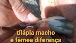 como saber se a tilapia é macho ou fêmea??