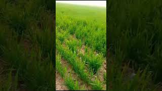 gandum ki khet|Wheat field|badwal Desi vlog