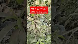 طريقه شراء شجره خوخ تثمر معاك بنجاح #زراعه #اكسبلور #agriculture #الخوخ