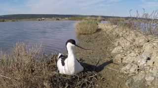 SEČOVLJE SALINA