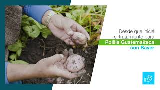 Cultivo de papa sano con Destello® | Agro Bayer Colombia