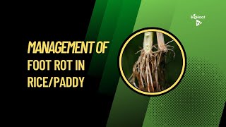 Management of Foot Rot in Rice/Paddy