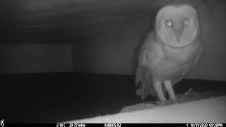 Barn Owl camera trapped close up on The Sharpham Estate