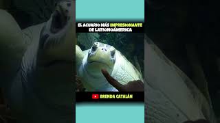 El mejor Acuario en México!! Tienen que visitarlo! #shorts #brendacatalan #travel #dondees #acuario