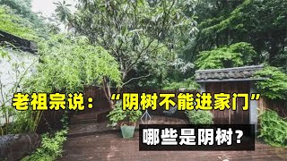 老祖宗說：“陰樹不能進家門”，哪些是陰樹？看看你家有嗎？