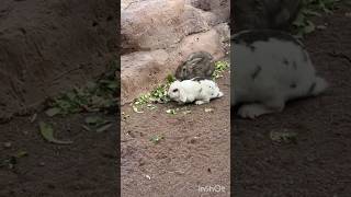 Funny animals #short #funnyanimal #animals