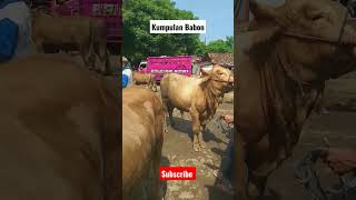 kumpulan babon #sapi #trending #sapisuper #shorts #pedetsuper #pemburusapiimpian #sapilucu #babon