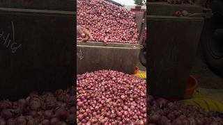 Nashik Onion -: Live onion market