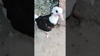 baby dobaz Kabootar #shorts #viral #pigeon #nafeespigeon