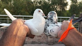 Breeder pair new Aaj setup pr Aya Hai | M Asad Birds | #MAsadBirds #kabootar #shauk