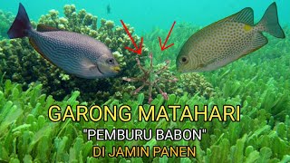 Luar Biasa Garong Nya ! Sebentar Saja Mancing Nya Sudah Panen ikan Baronang