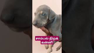 GDS Kennel Rajapalayam.                    7639524433