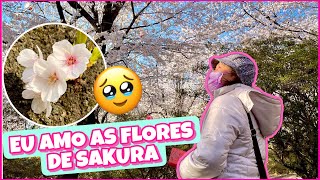 CHEGOU A PRIMAVERA NO JAPÃO 🌸 - O melhor parque para ver a Sakura em Isesaki