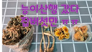 능이버섯 산행