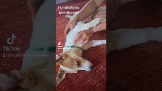 Hundephysio #Tierphysio #tiermassage #hundemassage #mobilisation #hundegesundheit Martina Klünsner