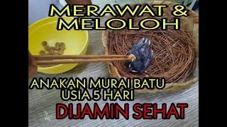 Tips Cara Meloloh Anakan Murai Batu  Usia 5 Hari