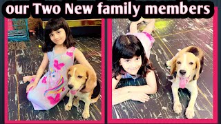 A DAY WITH MY 2 DOGS || MUJHE MILA EK AUR SURPRISE || THANK YOU ALLAH ♥️|| Parinaaz Khan Vlogs