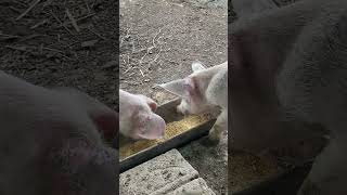 Two pigs eating corn from the trough! 🐖