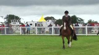 BUCKING AND REARING Welsh Cob Lewi back under saddle